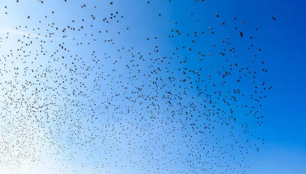 Enjambre Aves Voladoras Unión Animales —  Fotos de Stock