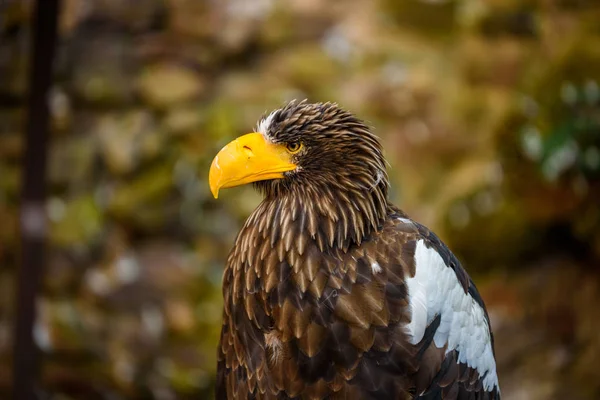 Portrait Brown Eagle Beautiful Wildlife — Stock Photo, Image