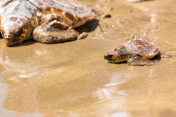 Tortue Bébé Avec Mère Sur Plage — Photo