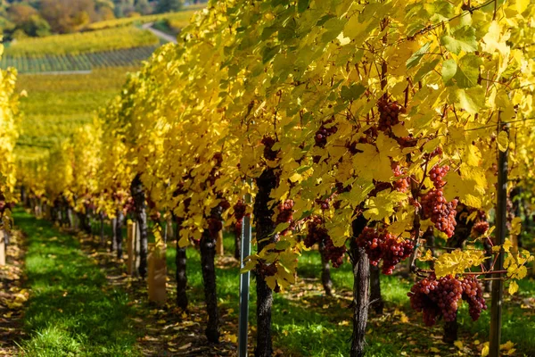 Wine Grape Harvest Season Vineyard — Stock Photo, Image