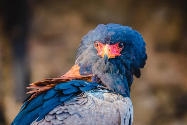 Profil Tête Épaules Bateleur Eagle Une Vue Rapprochée Magnifique Aigle — Photo