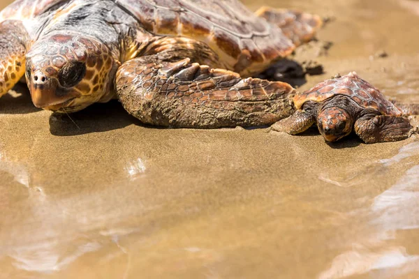 Tortue Bébé Avec Mère Sur Plage — Photo