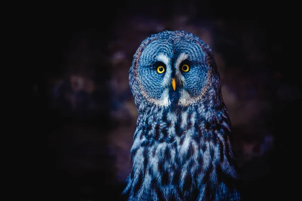 Great Grey Owl Великий Грей Наука Strix Nebulosa Большое Семейство — стоковое фото