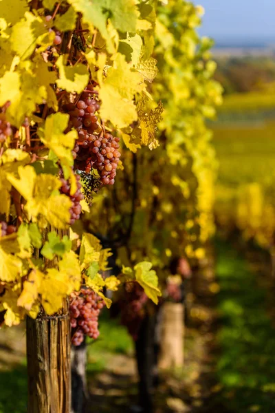 Uva Vino Temporada Vendimia Viñedo — Foto de Stock