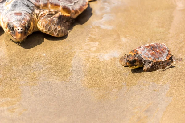 Bebê Tartaruga Com Mãe Praia — Fotografia de Stock