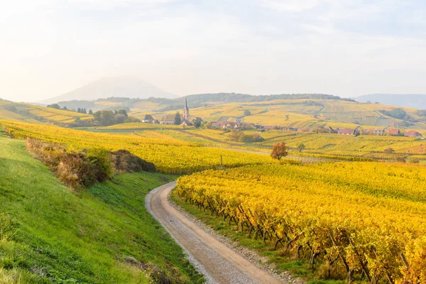 Winnice Mittelbergheim Andlau Małej Wiosce Alzacji Region Francji Europa — Zdjęcie stockowe