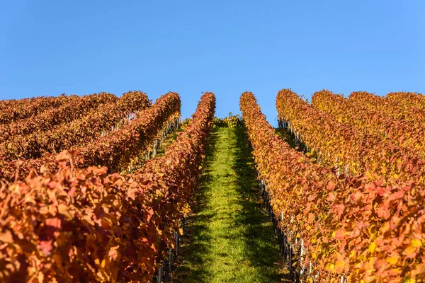 シュトゥットガルト 南ドイツの美しいワイン地方のブドウ畑 — ストック写真