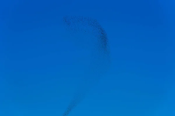 Gyapjú Raj Ból Madarak Gyönyörű Formációk Repülő Madarak — Stock Fotó