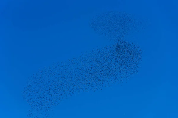 Flock Swarm Birds Beautiful Formations Flying Birds — Stock Photo, Image