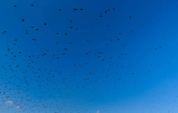 空飛ぶ鳥の群れ 動物の一体感 — ストック写真