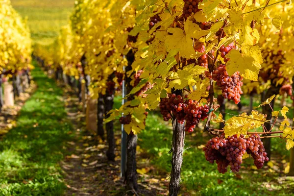 Hunawihr Small Village Vineyards Alsace France — Stock Photo, Image