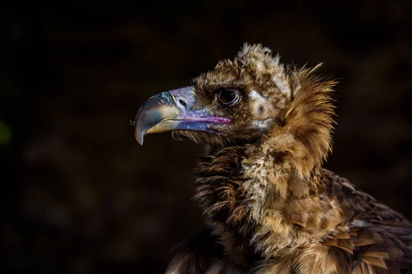 Retrato Abutre Belo Pássaro Vida Selvagem — Fotografia de Stock