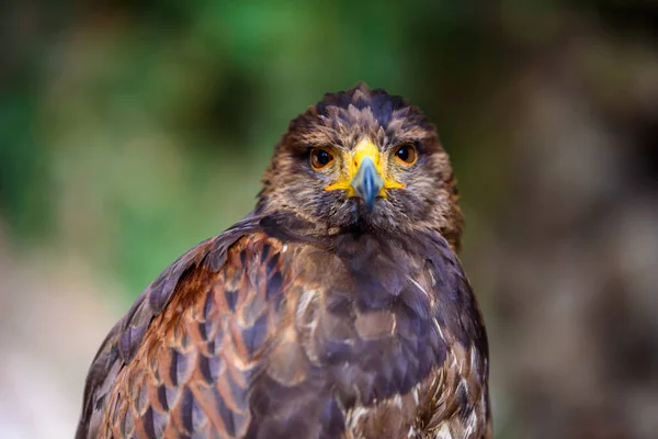 Portrait Golden Eagle — Stock Photo, Image