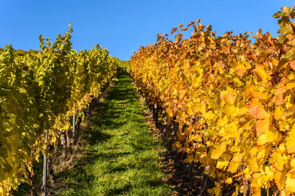 Vineyards Stuttgart Beautiful Wine Region South Germany — Stock Photo, Image