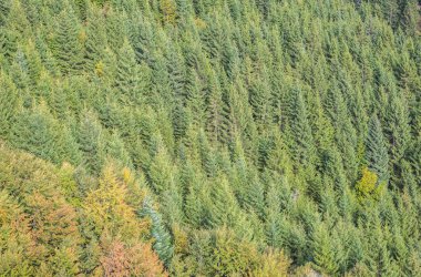 Köknar orman manzaralı yukarıda - orman güzel doğası