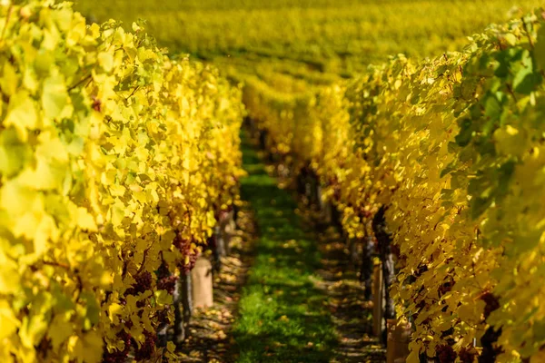 Wine Grape Harvest Season Vineyard — Stock Photo, Image