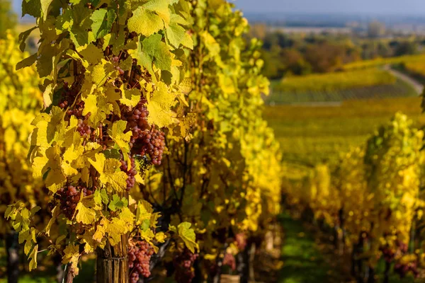 Hunawihr Small Village Vineyards Alsace France — Stock Photo, Image