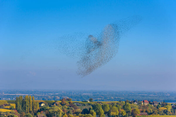 Flock  and swarm of birds - beautiful formations of flying birds