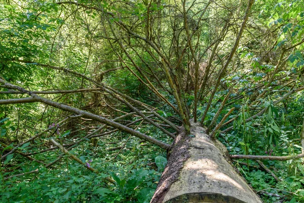 Baum Des Waldes Gefällt — Stockfoto