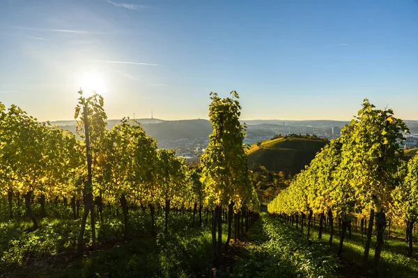 Viñedos Stuttgart Hermosa Región Vinícola Sur Alemania — Foto de Stock