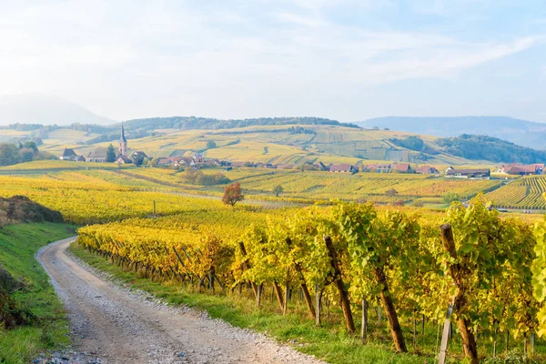 Winnice Mittelbergheim Andlau Małej Wiosce Alzacji Region Francji Europa — Zdjęcie stockowe