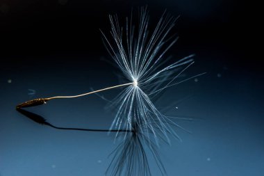 Karahindiba çiçek tohum yakın çekim