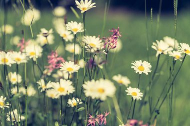 Papatya çiçekleri güzel renkler ile