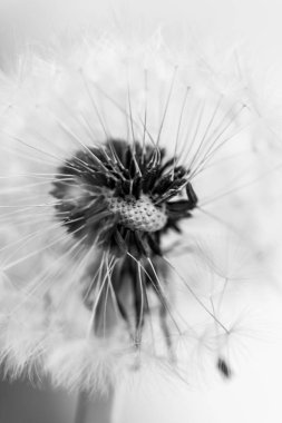 Karahindiba çiçeği, görünümü kadar yakın