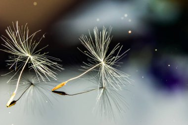 Karahindiba çiçek tohumları yakın çekim