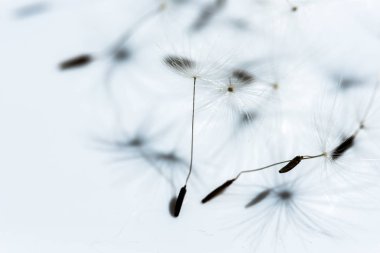 Karahindiba çiçeği, görünümü kadar yakın