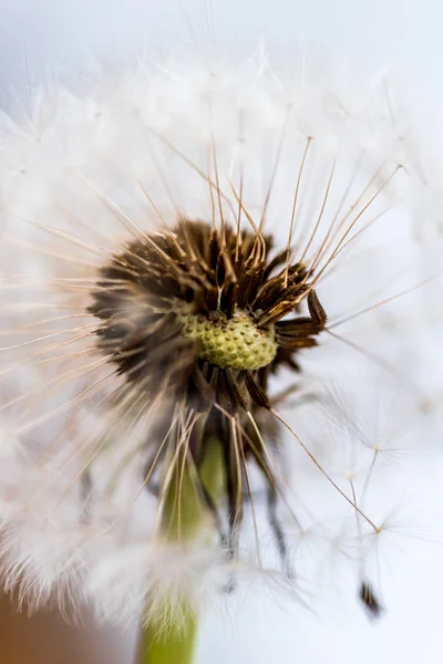 Dandelion Flower Close View — Stock Photo, Image