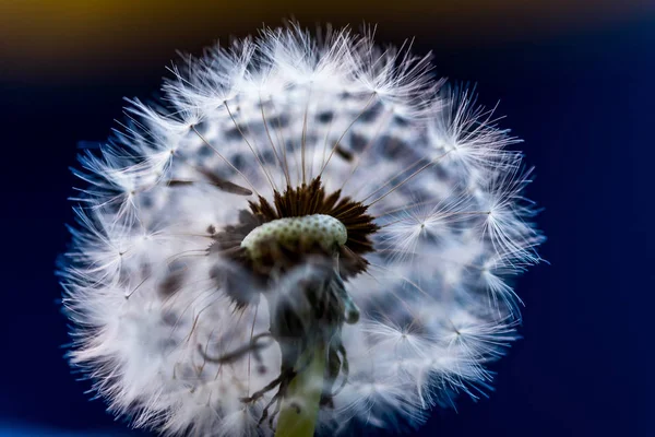 Flor Diente León Vista Cerca — Foto de Stock