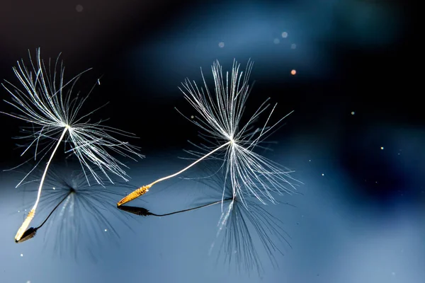 Dandelion Flower Seeds Close — Stock Photo, Image