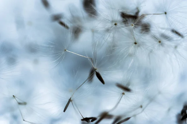 Dandelion Flower Close View — Stock Photo, Image