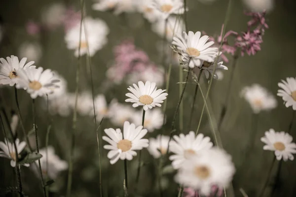 Flores Margarida Com Cores Bonitas — Fotografia de Stock