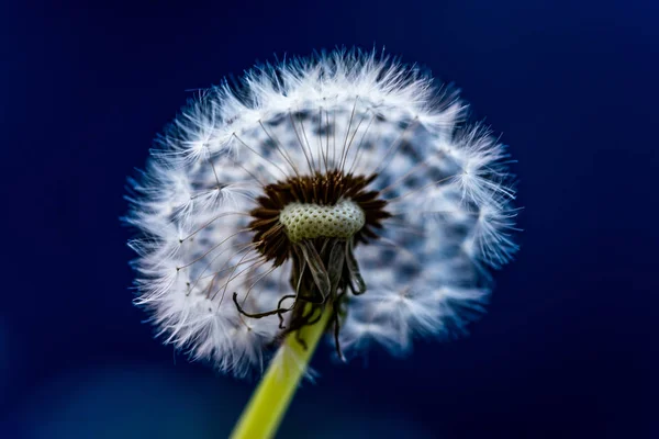 Dandelion Flower Close View — Stock Photo, Image