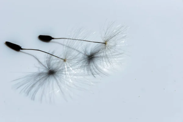 Dandelion Sementes Flores Fechar — Fotografia de Stock