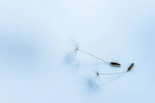 Dandelion Sementes Flores Fechar — Fotografia de Stock