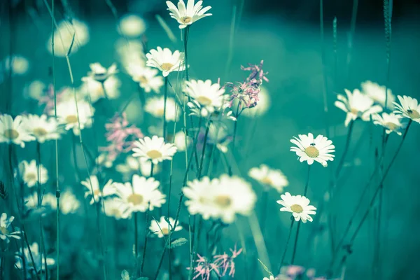 Daisy Flowers Beautiful Colors — Stock Photo, Image