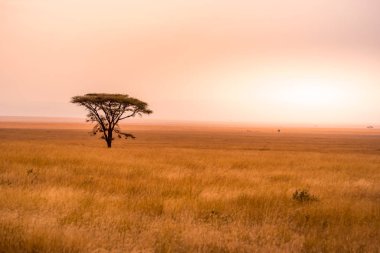 Serengeti Ulusal Parkı, Tanzanya 'da Savannah' da yalnız bir akasya ağacının panoramik görüntüsü - Afrika 'da Safari