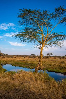 Nehir ve Göl, Serengeti Milli Parkı 'nın güzel manzarası, Tanzanya - Afrika Safari