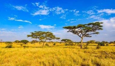 Serengeti Ulusal Parkı, Tanzanya 'da Savannah' da yalnız bir akasya ağacının panoramik görüntüsü - Afrika 'da Safari