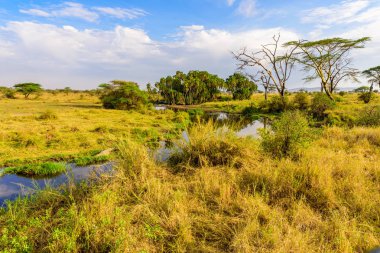 Nehir ve Göl, Serengeti Milli Parkı 'nın güzel manzarası, Tanzanya - Afrika Safari