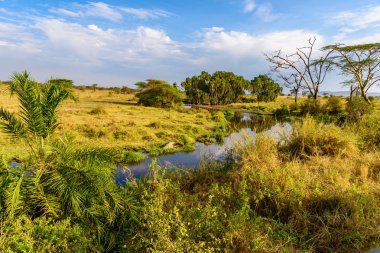 Nehir ve Göl, Serengeti Milli Parkı 'nın güzel manzarası, Tanzanya - Afrika Safari