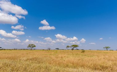 Serengeti Ulusal Parkı, Tanzanya 'da Savannah' da yalnız bir akasya ağacının panoramik görüntüsü - Afrika 'da Safari