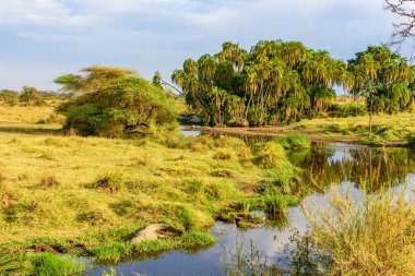 Nehir ve Göl, Serengeti Milli Parkı 'nın güzel manzarası, Tanzanya - Afrika Safari