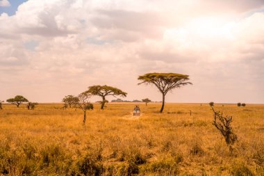 Safari turistleri Serengeti Ulusal Parkı 'nda güzel manzara, Tanzanya, Afrika' da Jeep arabalarıyla gezintiye çıktılar.