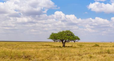 Serengeti Ulusal Parkı, Tanzanya 'da Savannah' da yalnız bir akasya ağacının panoramik görüntüsü - Afrika 'da Safari
