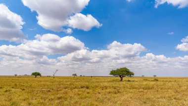 Serengeti Ulusal Parkı, Tanzanya 'da Savannah' da yalnız bir akasya ağacının panoramik görüntüsü - Afrika 'da Safari
