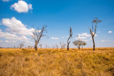 Serengeti Ulusal Parkı, Tanzanya 'da Savannah' da yalnız bir akasya ağacının panoramik görüntüsü - Afrika 'da Safari